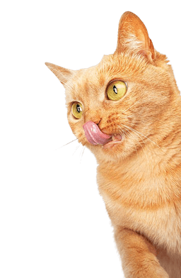 Cat Categories