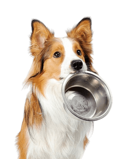 Dog Categories